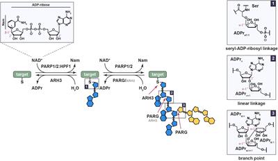 The Making and Breaking of Serine-ADP-Ribosylation in the DNA Damage Response